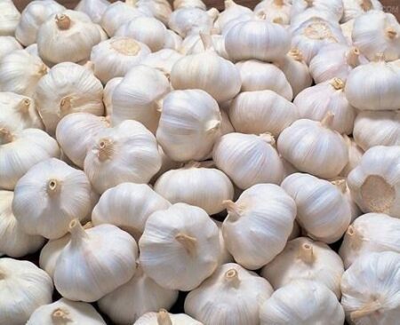 Garlic [ लहसून ]