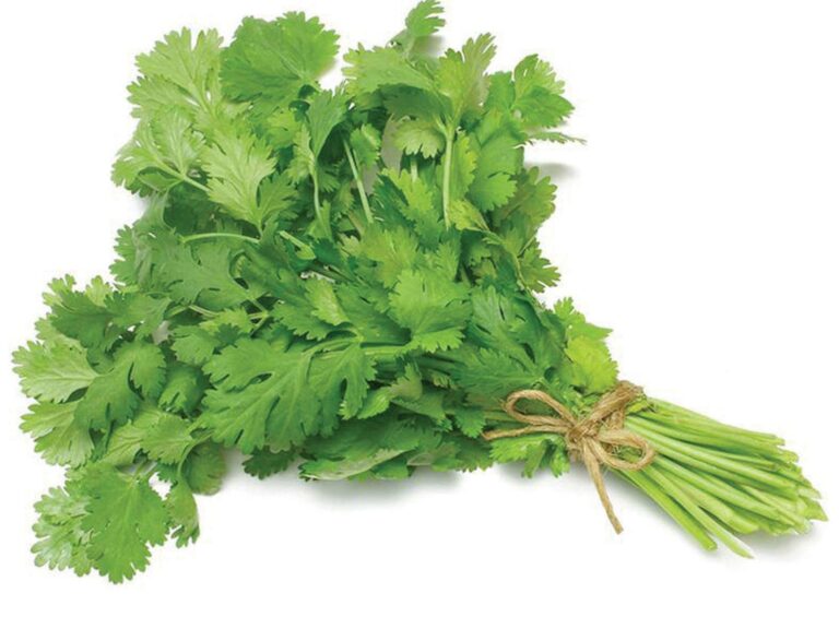 Coriander Leaves (Sambar) सांबार